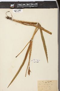 Iris versicolor image