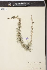 Myriophyllum spicatum image