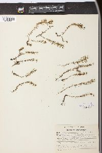 Myriophyllum pinnatum image