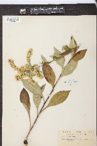 Solidago arguta image