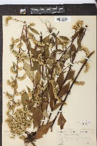 Solidago arguta image