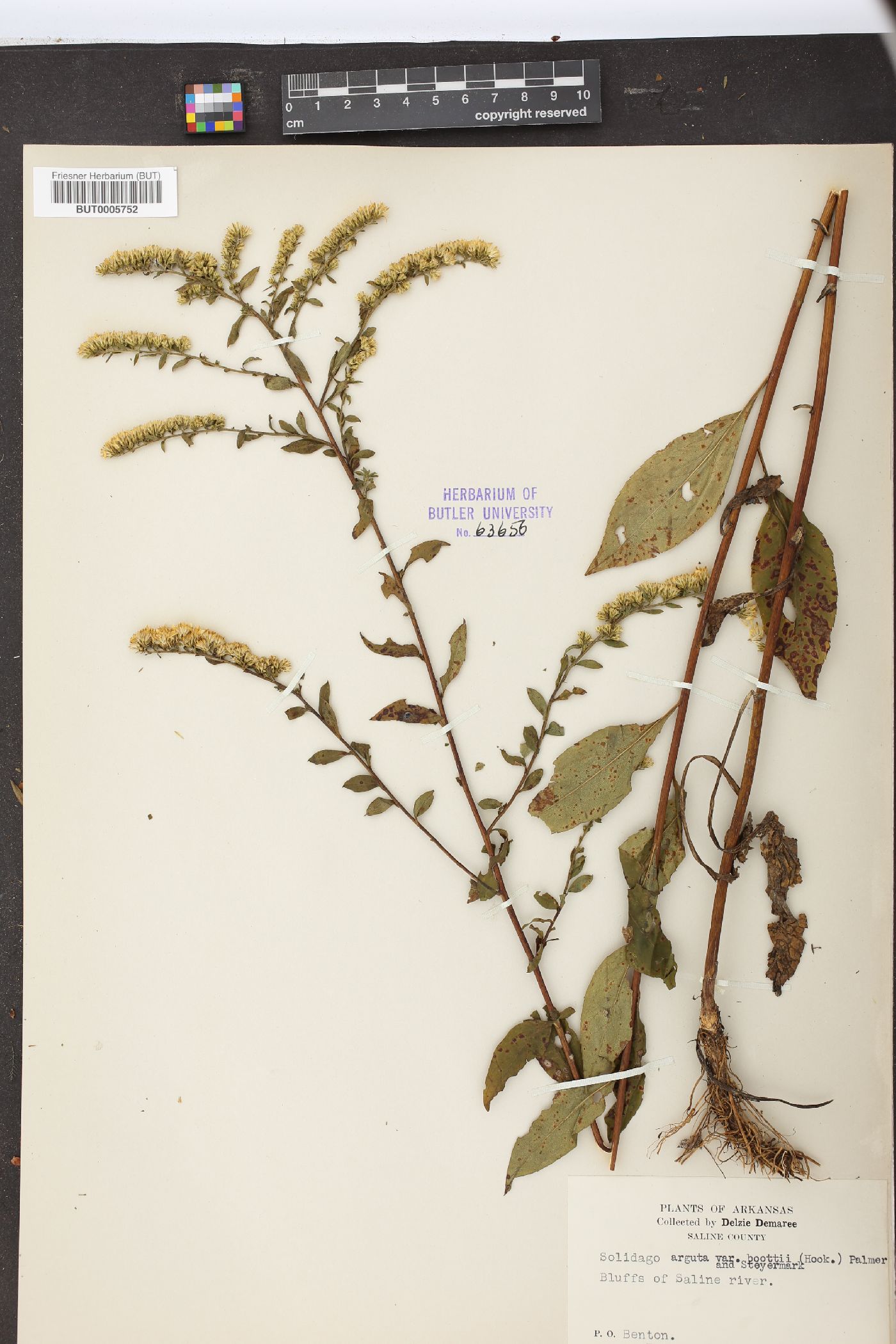 Solidago arguta var. boottii image