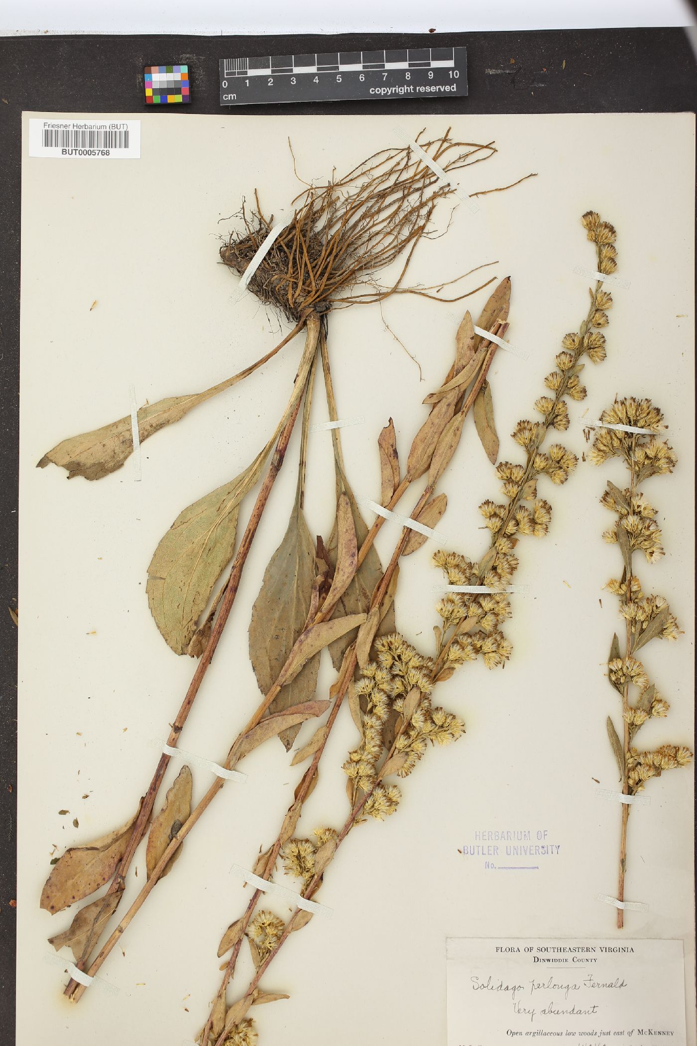 Solidago perlonga image