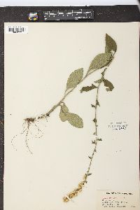 Solidago bicolor image