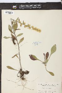 Solidago bicolor image