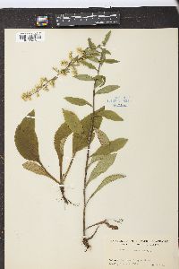 Solidago bicolor image