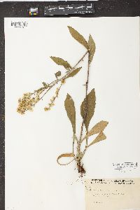 Solidago bicolor image