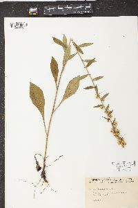 Solidago bicolor image
