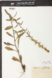 Solidago bicolor image