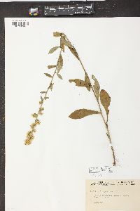 Solidago bicolor image