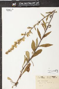 Solidago bicolor image