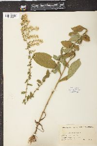 Solidago bicolor image