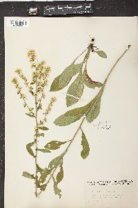 Solidago bicolor image