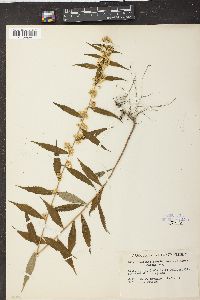 Solidago caesia var. axillaris image