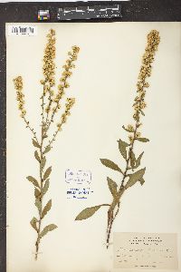 Solidago bicolor image