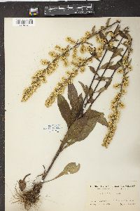 Solidago bicolor image