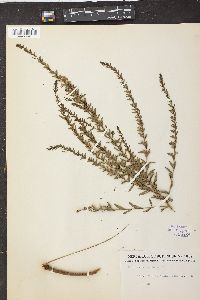 Lythrum lanceolatum image