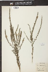 Lythrum lanceolatum image