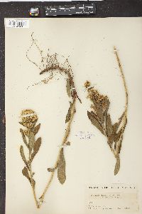 Solidago velutina image