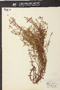 Polygonum aviculare var. buxiforme image