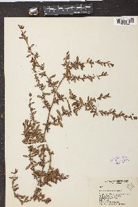 Polygonum aviculare var. buxiforme image