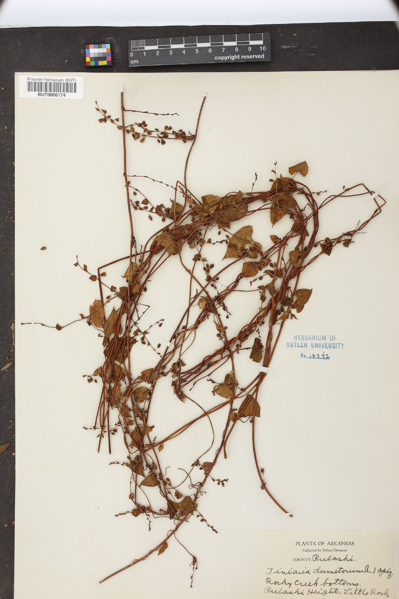 Fallopia dumetorum image