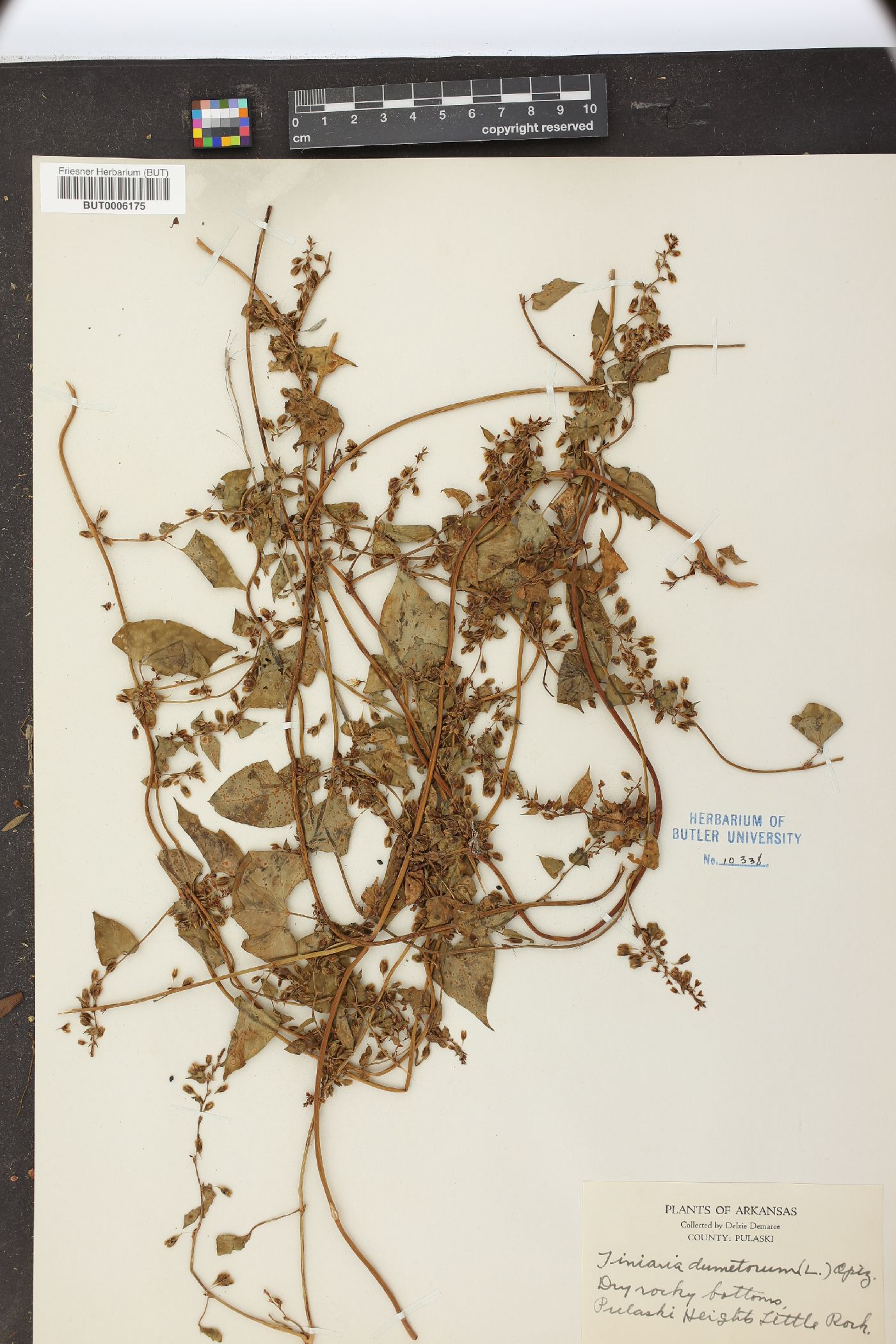 Fallopia dumetorum image