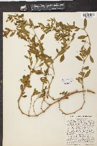 Polygonum erectum image