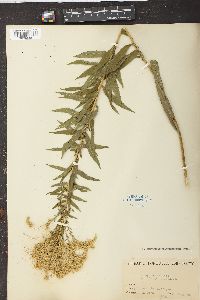 Solidago canadensis var. gilvocanescens image