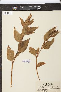 Polygonum phytolaccifolium image