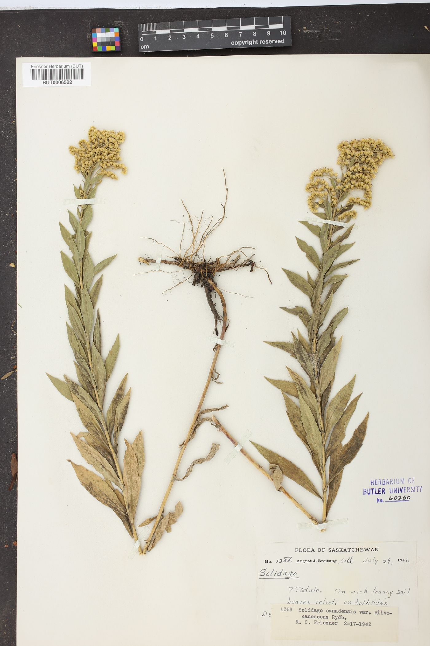Solidago canadensis var. gilvocanescens image