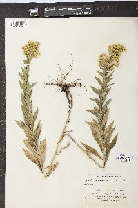 Solidago canadensis var. gilvocanescens image