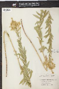 Solidago canadensis var. gilvocanescens image