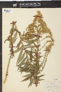 Solidago canadensis var. hargeri image