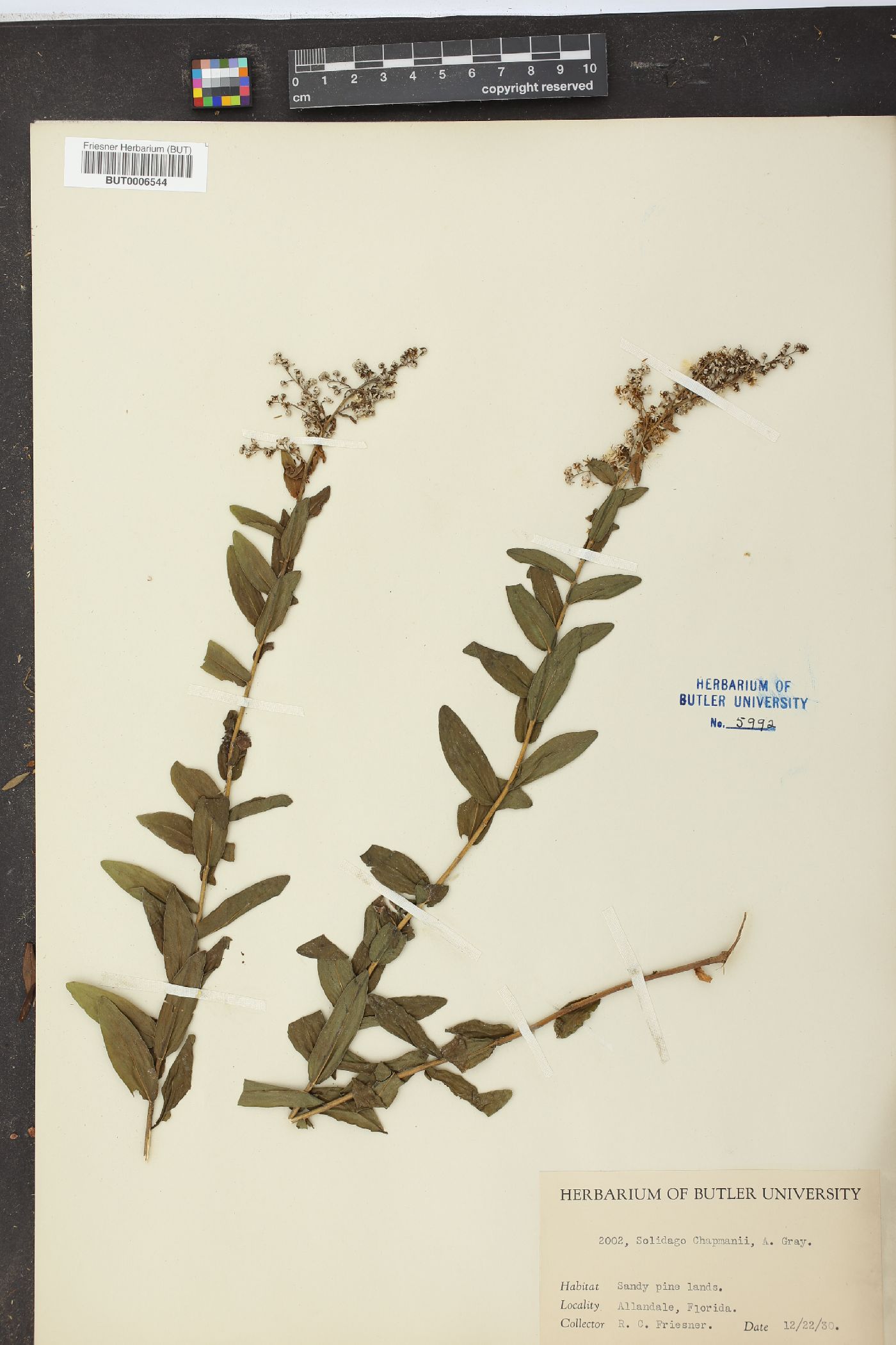 Solidago chapmanii image