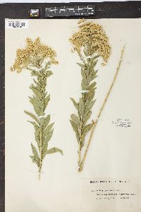 Solidago canadensis var. gilvocanescens image