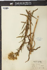 Solidago confinis image