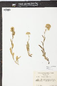 Solidago multiradiata image