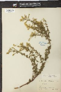 Solidago chapmanii image