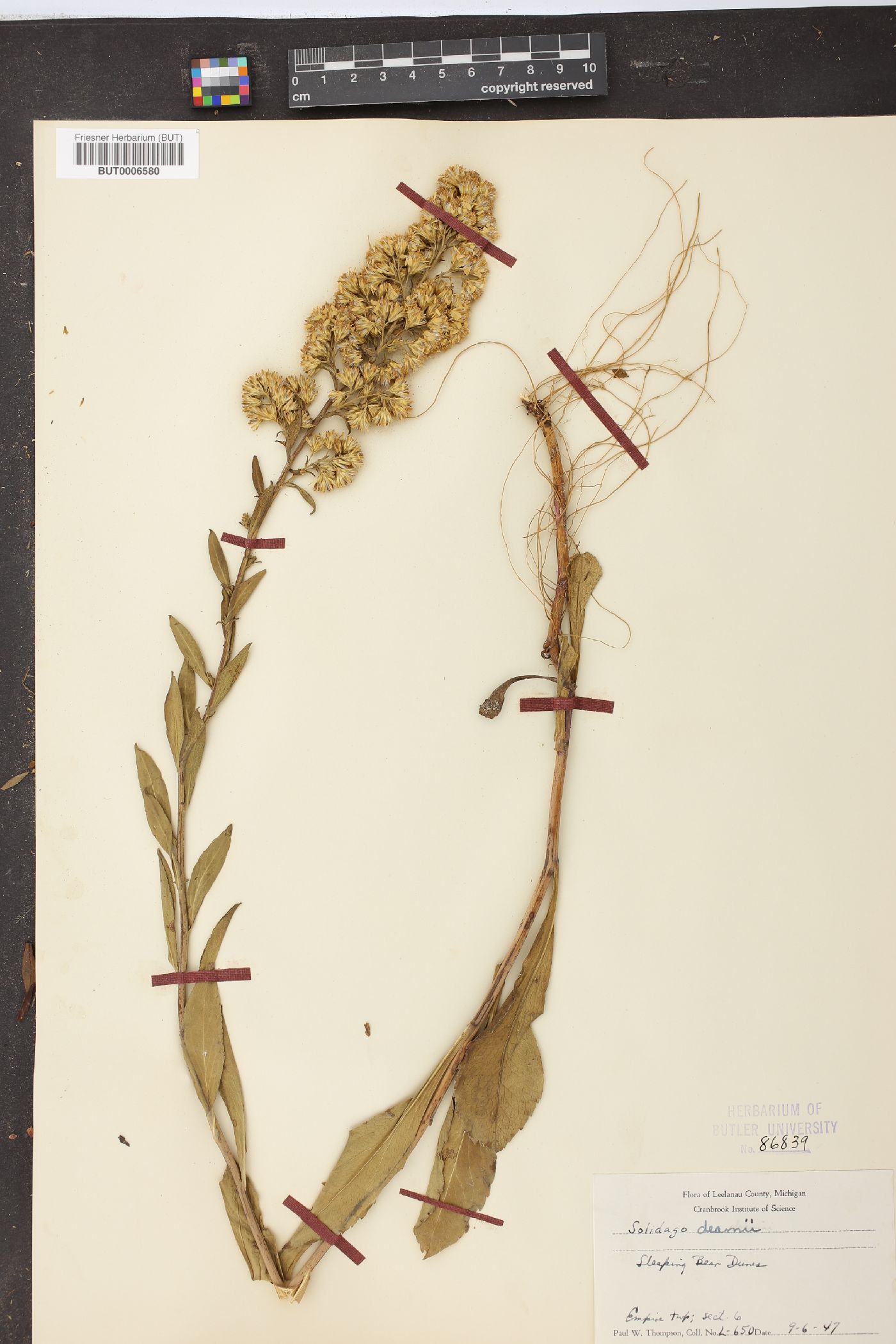 Solidago deamii image