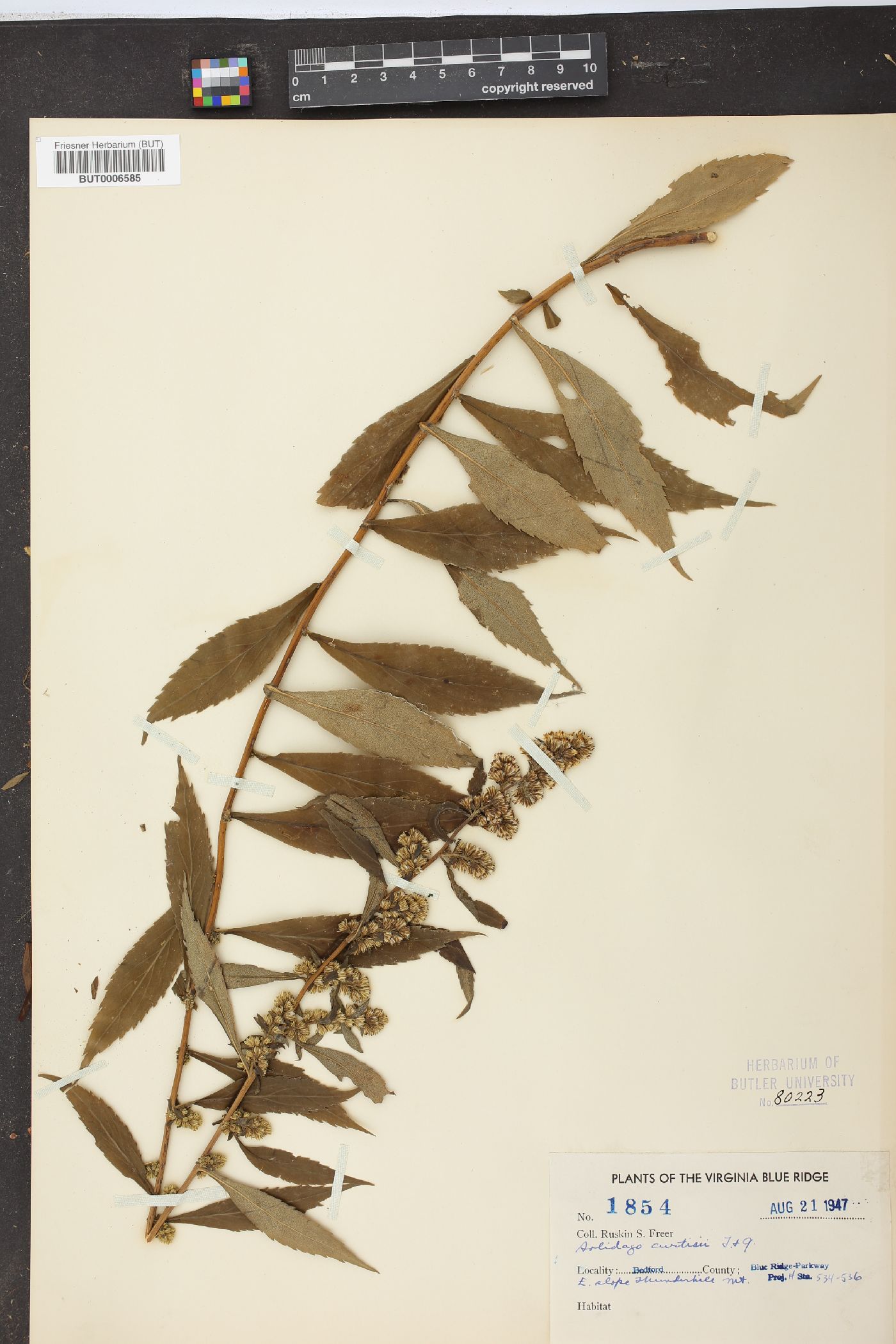 Solidago curtisii image