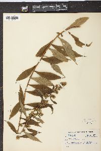 Solidago curtisii image