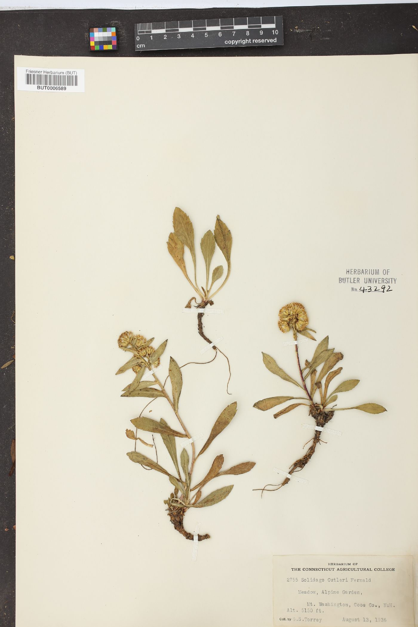 Solidago cutleri image