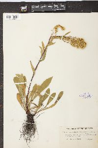 Solidago simplex subsp. simplex image