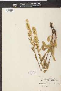 Solidago simplex subsp. simplex image