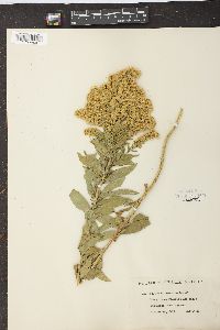 Solidago lepida var. salebrosa image