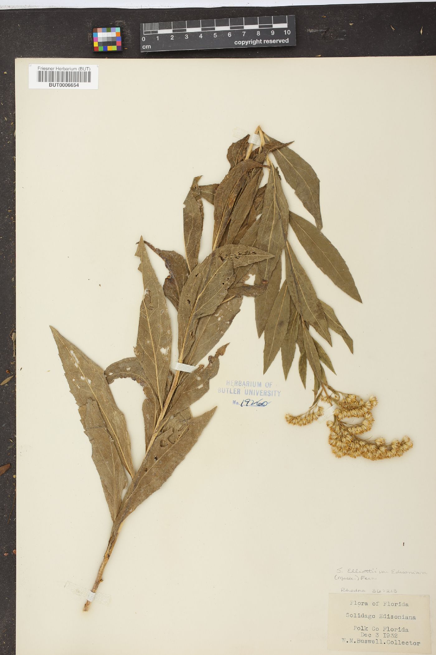 Solidago elliottii image