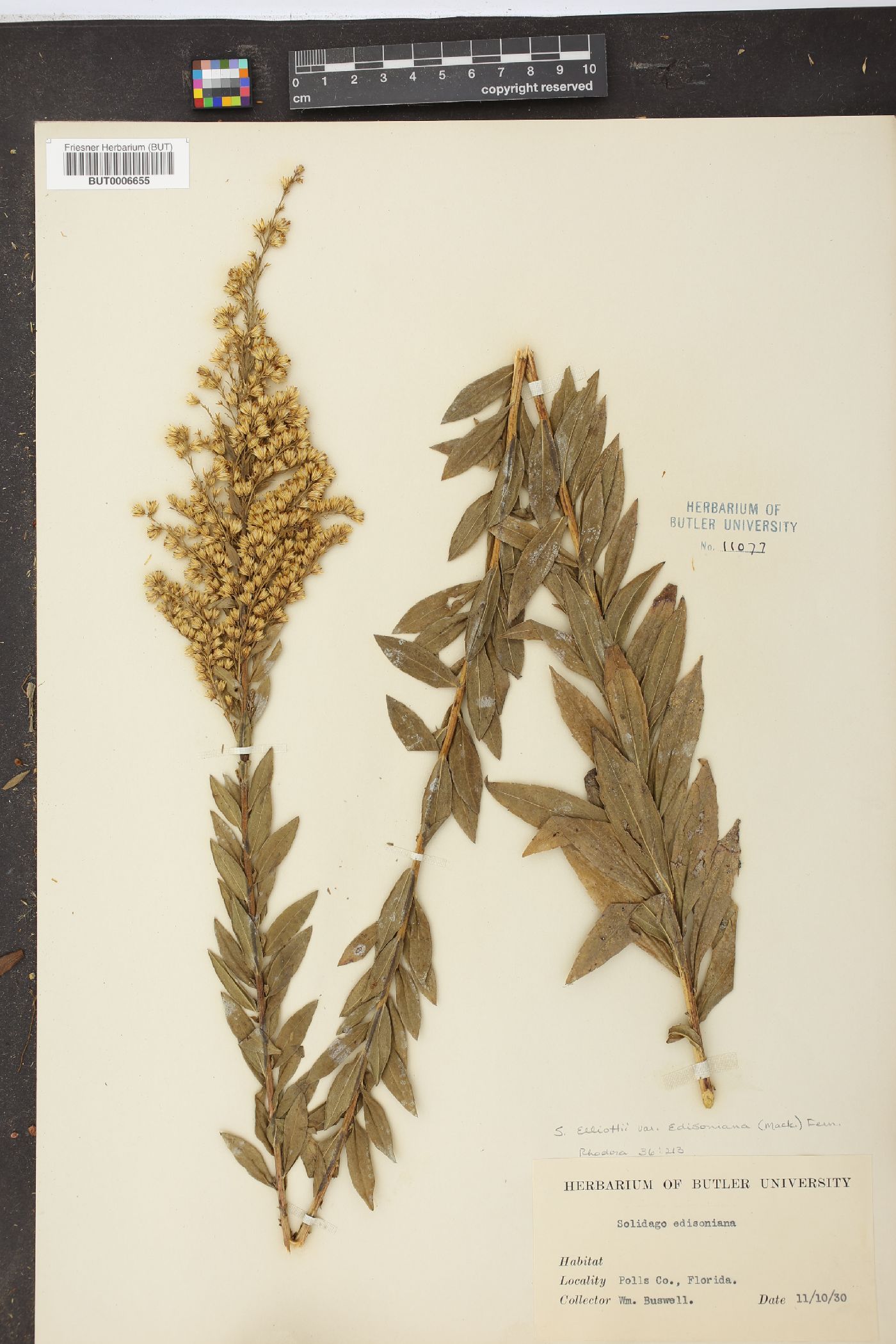 Solidago elliottii var. edisoniana image