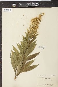 Solidago elliottii var. edisoniana image