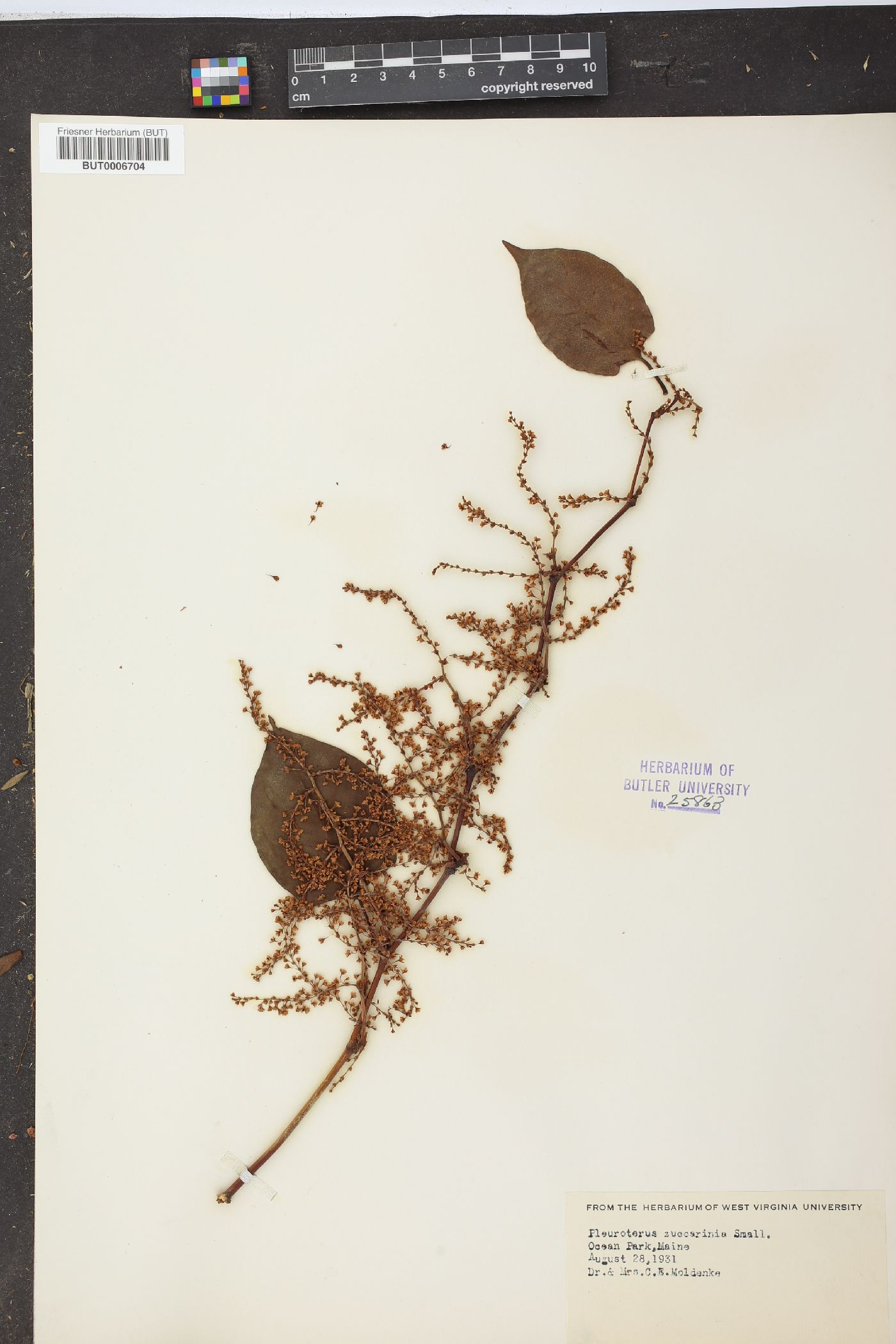 Polygonum zuccarinii image